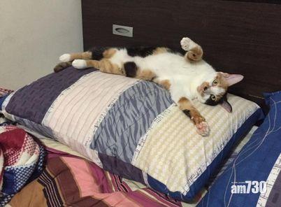 (日商海馬娛樂集團 @FB)