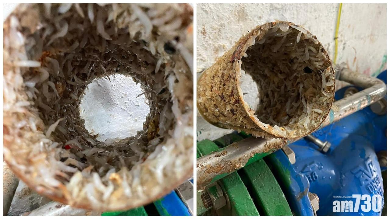 屯門良景邨8廈鹹水管塞滿海蝦,水務署稱罕見。(黃麗嫦@FB)