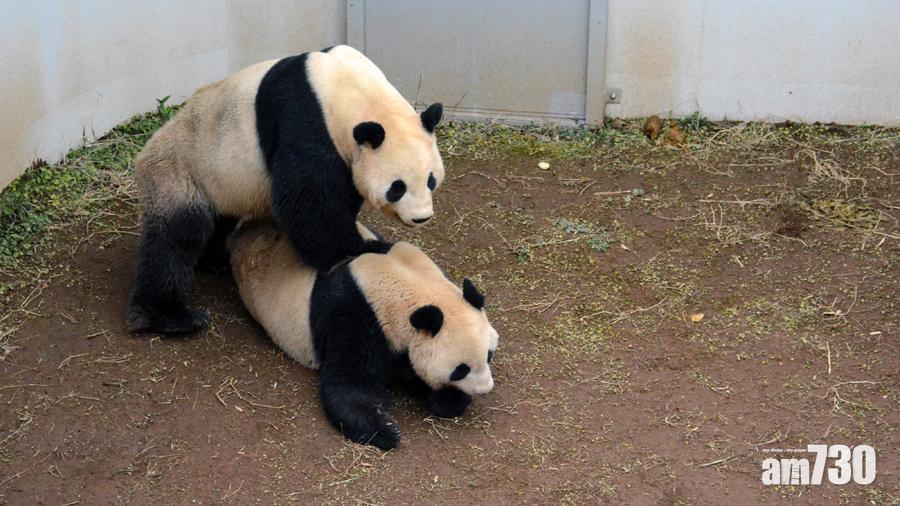 真真和力力時隔4年,再次成功自然交配。(東京動物園協會圖片)