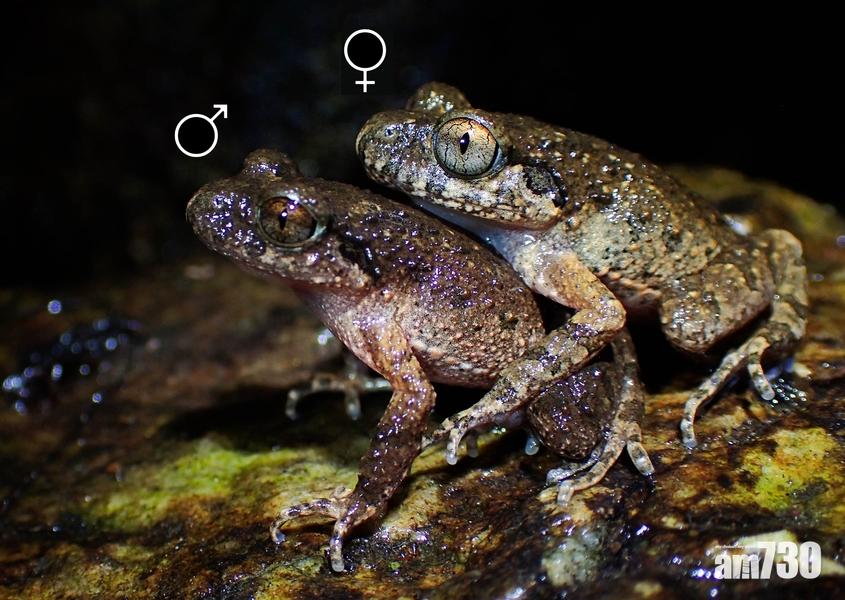 劉氏掌突蟾。(嶺大圖片)