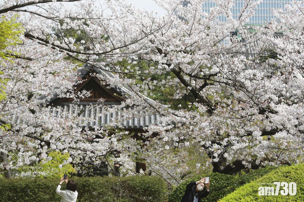 東京民眾周三出外賞櫻。(美聯社)
