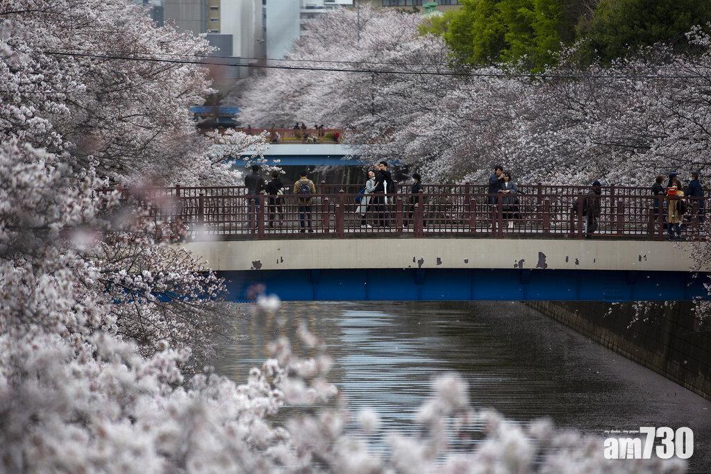 東京河畔櫻花盛放美景。(美聯社)