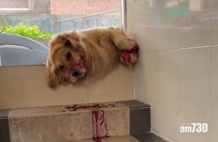 狗狗仍滿咀紅色液體。