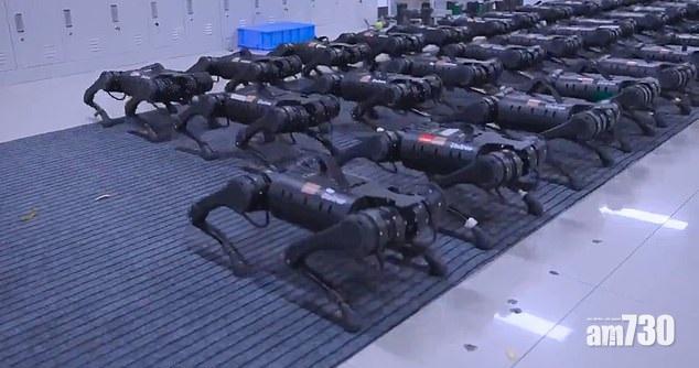 短片中的機械狗動作一致。(互聯網)