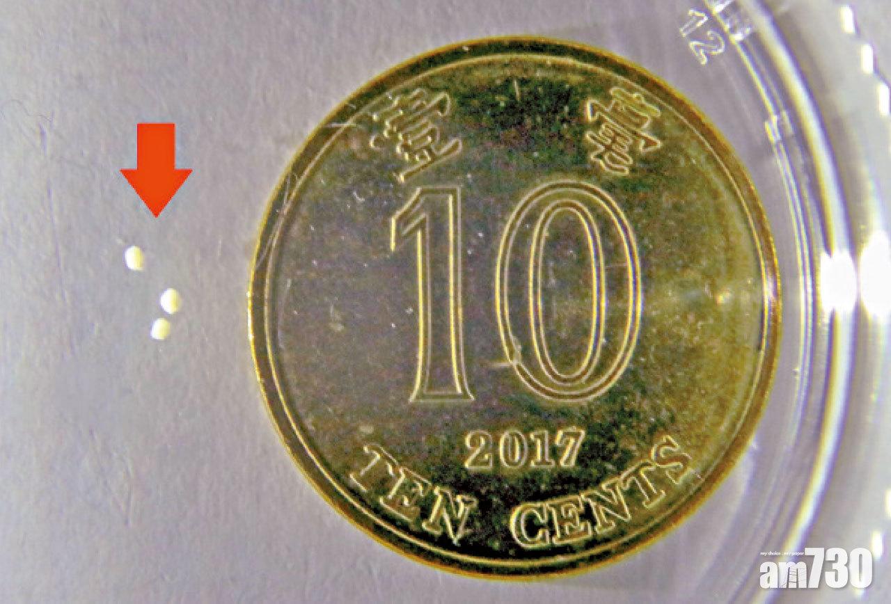 生物合成軟體微型機械人(紅箭嘴)直徑僅100至500微米。