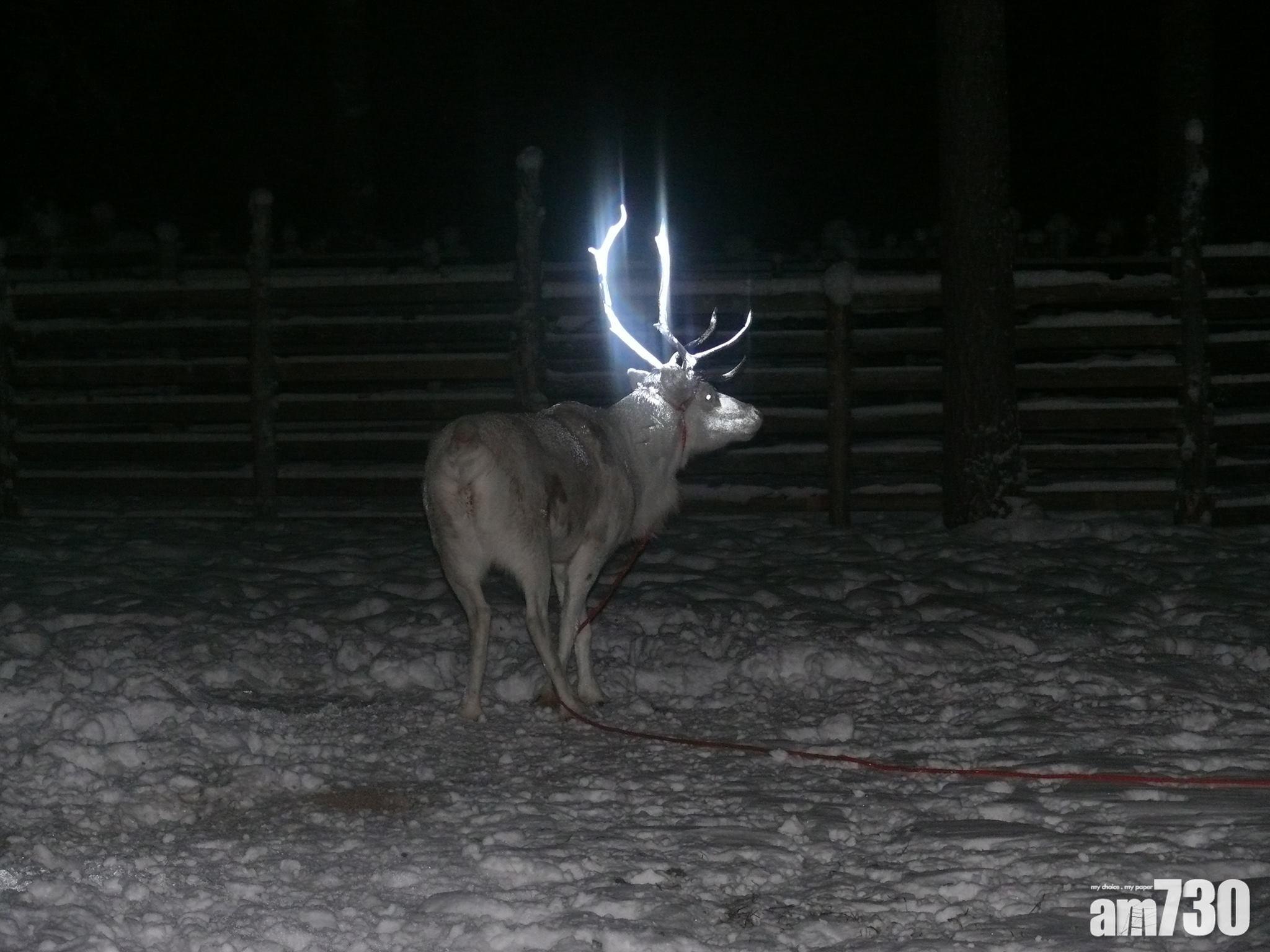網上熱話|芬蘭馴鹿變電影神獸 網民:疾疾護法現身!
(Paliskuntain yhdistys - Reindeer Herders' Association @FB)