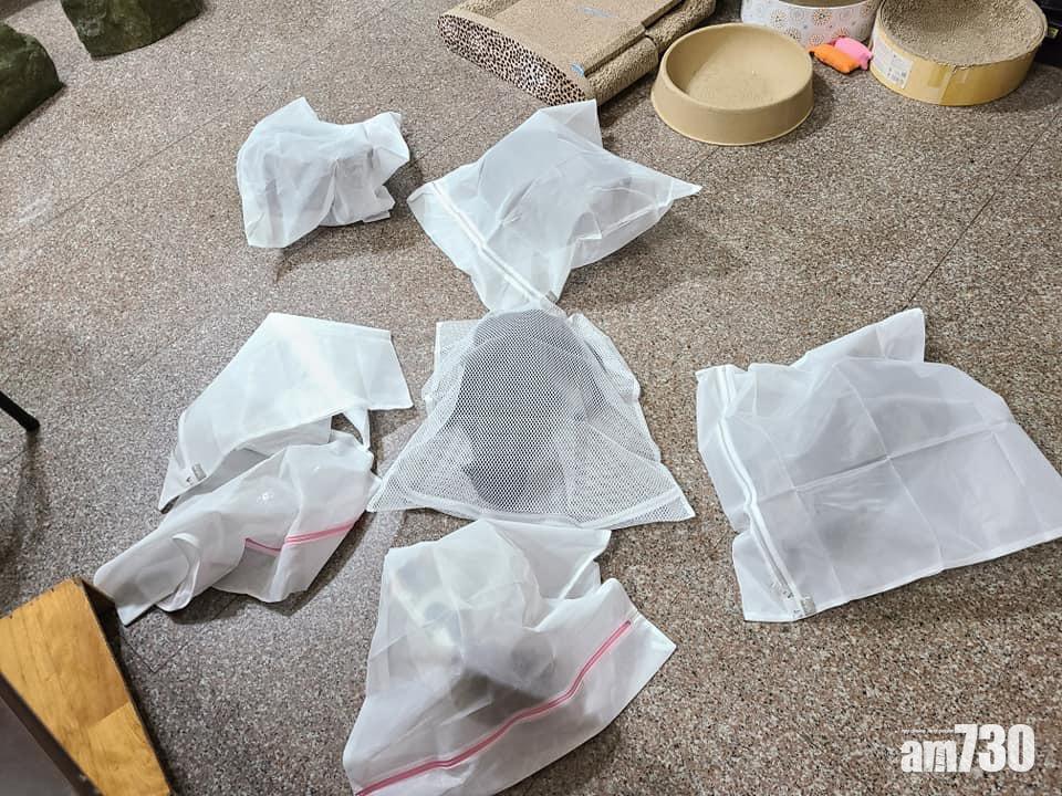 台網友分享家貓地震洗衣袋「打包」法。(李于禎@fb「貓咪也瘋狂俱樂部」)