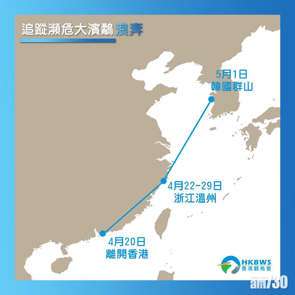 收集到數據發現牠們沿中國沿海飛到韓國和朝鮮。(觀鳥會Facebook)