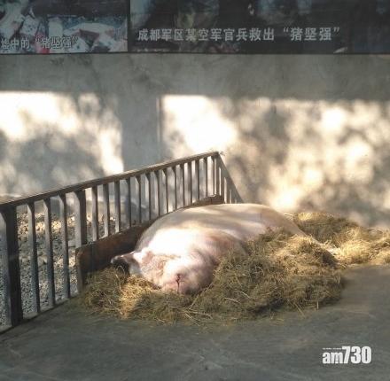 內地網民2018年去探望豬堅強時,豬堅強仍白白胖胖。(互聯網)
