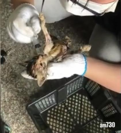 奄奄一息的小貓。(互聯網)
