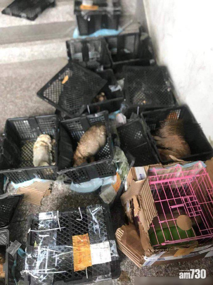 動物義工在蘇州中通快遞站發現一批寵物盲盒。(互聯網)