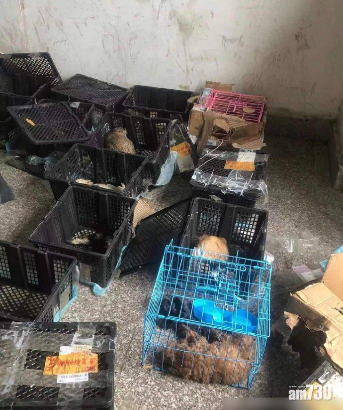 動物義工在蘇州中通快遞站發現一批寵物盲盒。(互聯網)