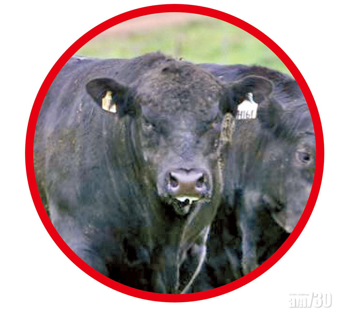區塊鏈牛肉來自加拿大放牧飼養的安格斯牛。