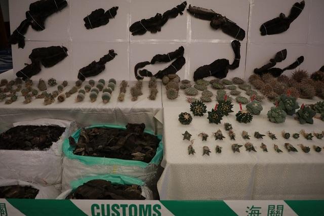 破獲貨品包括受管制瀕危動植物 (莊振邦攝)