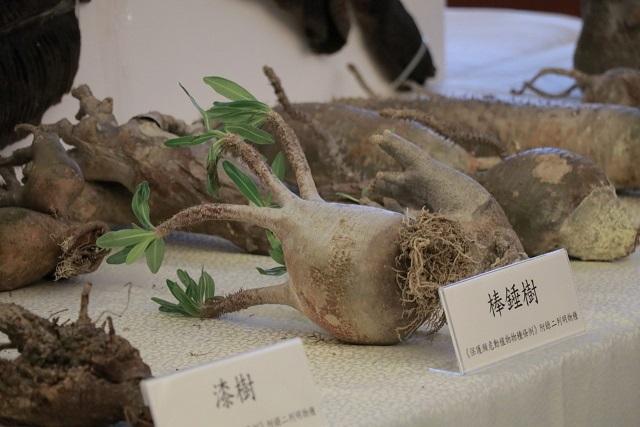 破獲貨品包括受管制瀕危動植物 (莊振邦攝)