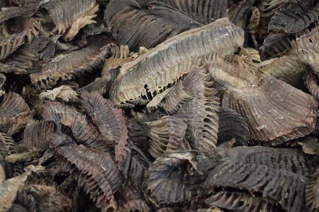 破獲貨品包括受管制瀕危動植物 (莊振邦攝)