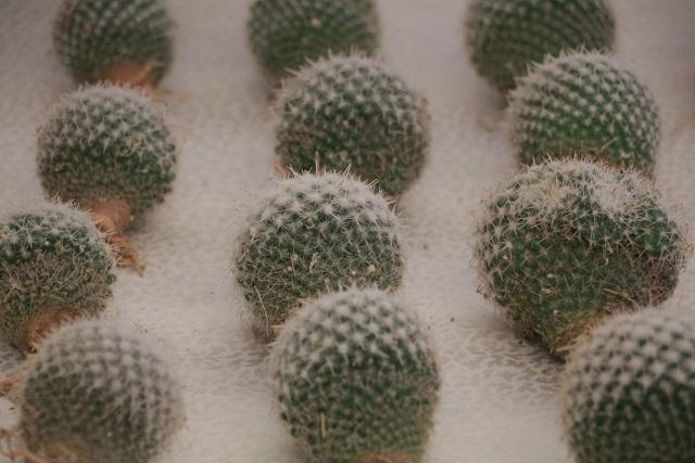 破獲貨品包括受管制瀕危動植物 (莊振邦攝)