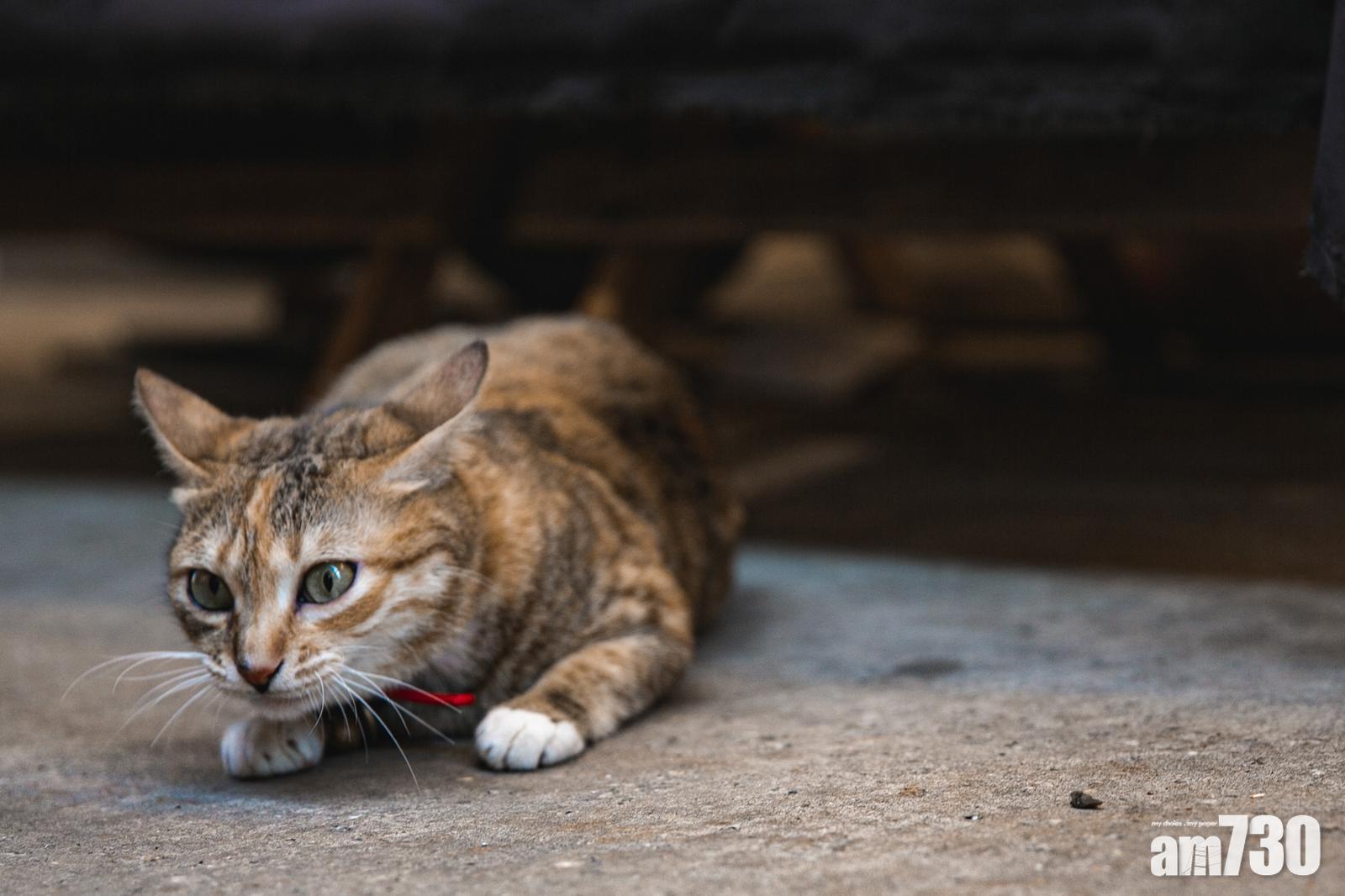 新冠肺炎|全港累計17隻毛孩染疫 386隻寵物曾檢疫監察