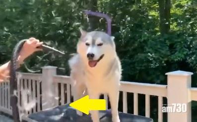 飼主以吹風機對準狗仔,狗狗身上白毛如雪片飄。