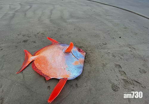 眼眶魚居於熱帶和溫帶海洋,或因水溫上升,令牠游向北尋找較涼水域。(互聯網)
