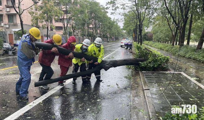 浙江舟山五千多棵樹木倒塌,當局緊急清理。(互聯網)