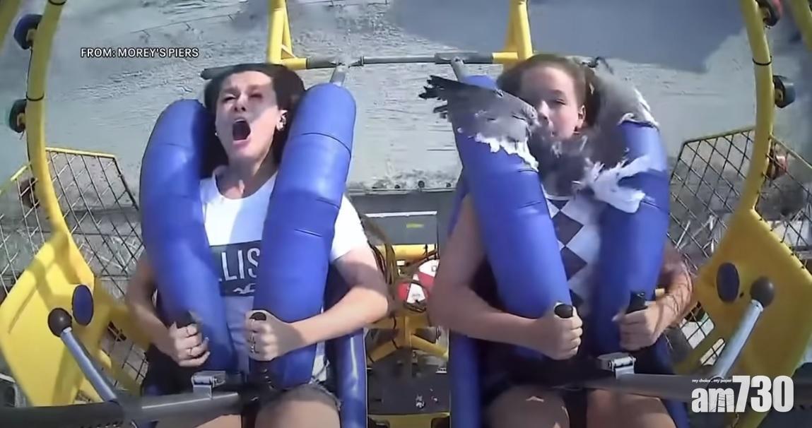 有網民笑言海鷗就像基利的頸巾。(互聯網)