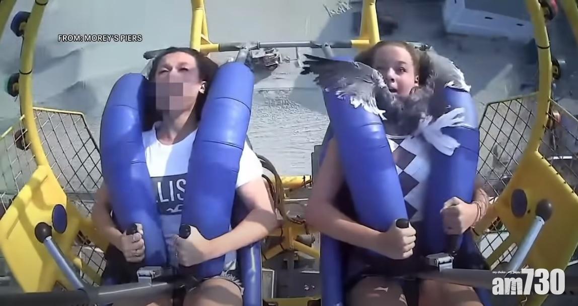 海鷗突然撲面而來,基利一臉驚慌。(互聯網)