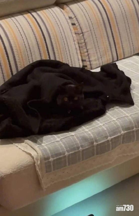 飼主在客廳四處找尋貓咪的蹤跡,甚至以手機電筒照向沙發底找尋。