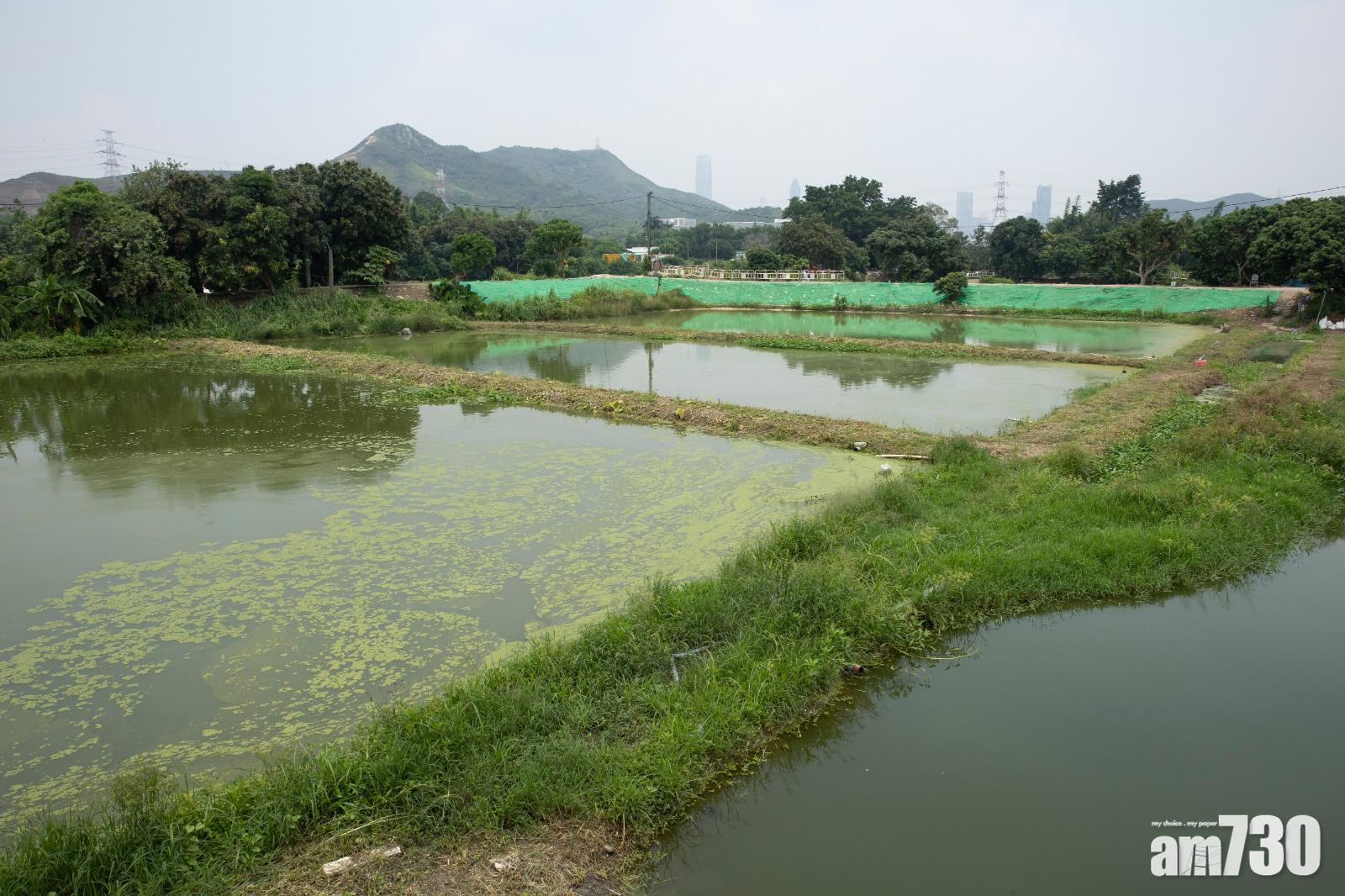 面積約為37公頃的塱原自然生態公園,其中將有1至2公頃的稻米田。(蘇文傑攝)