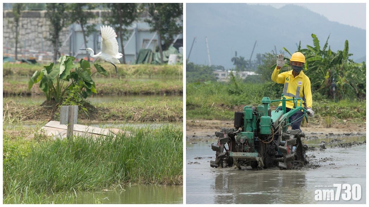 發展塱原自然生態公園,復修優化工程料2023年竣工。(蘇文傑攝)