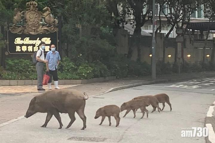 有網民昨在三門仔遇到5隻步伐一致的野豬過馬路。(網民Isa Tam@FB群組「大埔 Tai Po」)