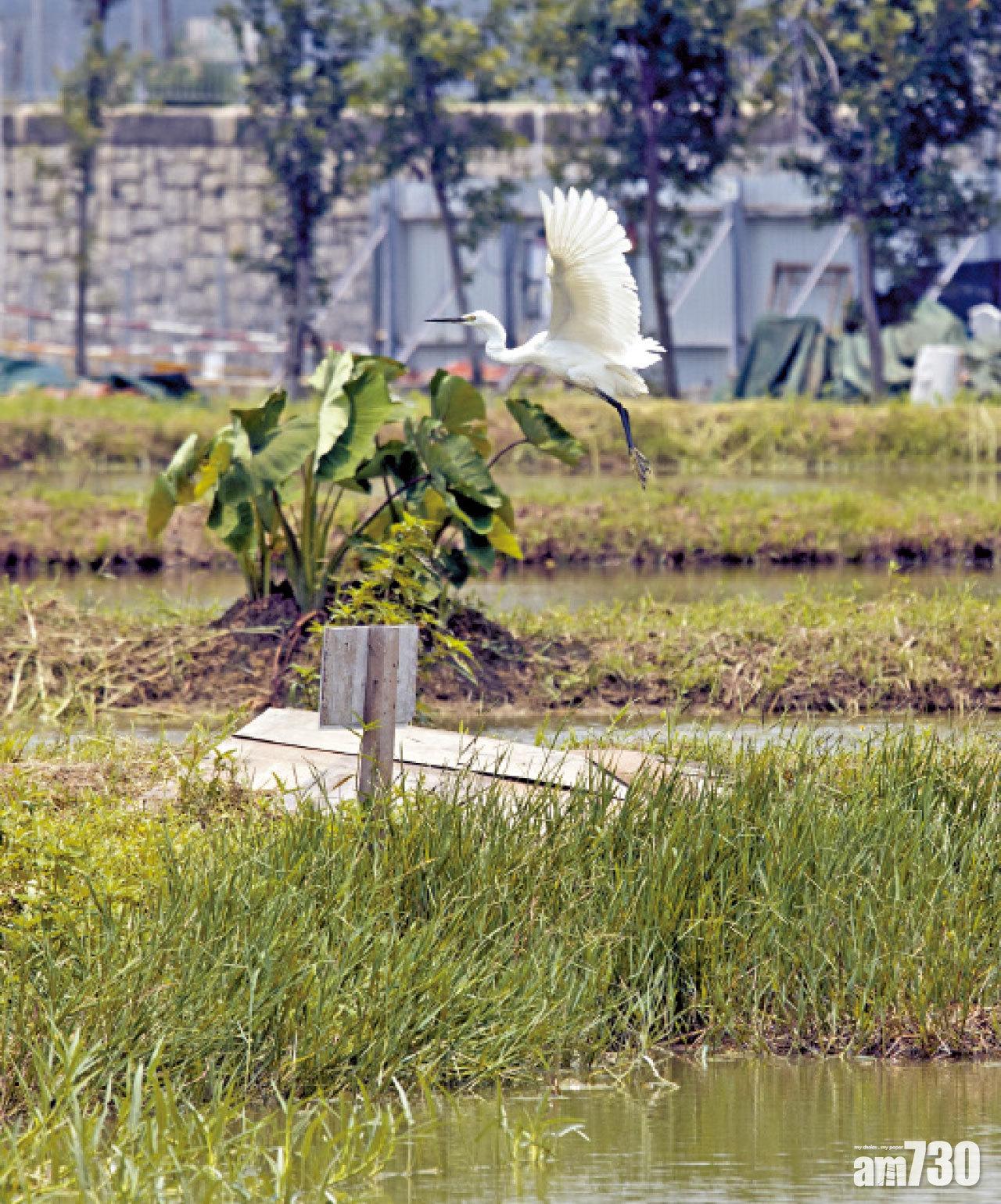 有白鷺造訪塱原自然生態公園。(蘇文傑攝)