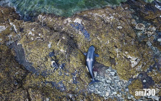 高空可見牠離海邊不遠。(互聯網)