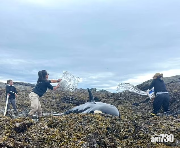 一群好心人不斷向殺人鯨撥水,直至潮漲讓海水沖牠會大海。(互聯網)