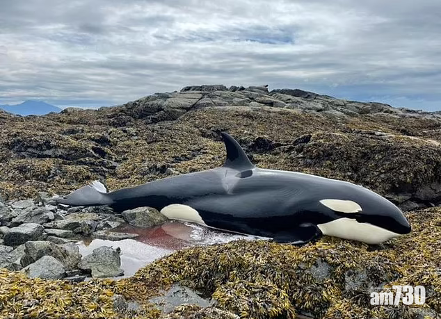 殺人鯨擱淺在石灘上。(互聯網)