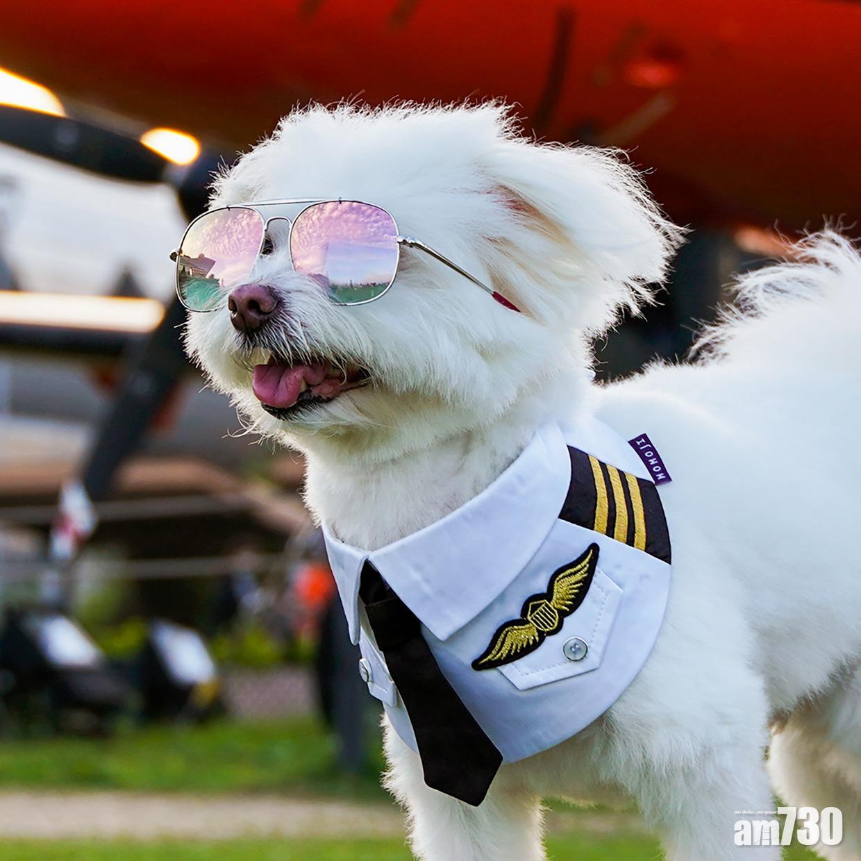 MOMOJI Pet Clothes & Accessories