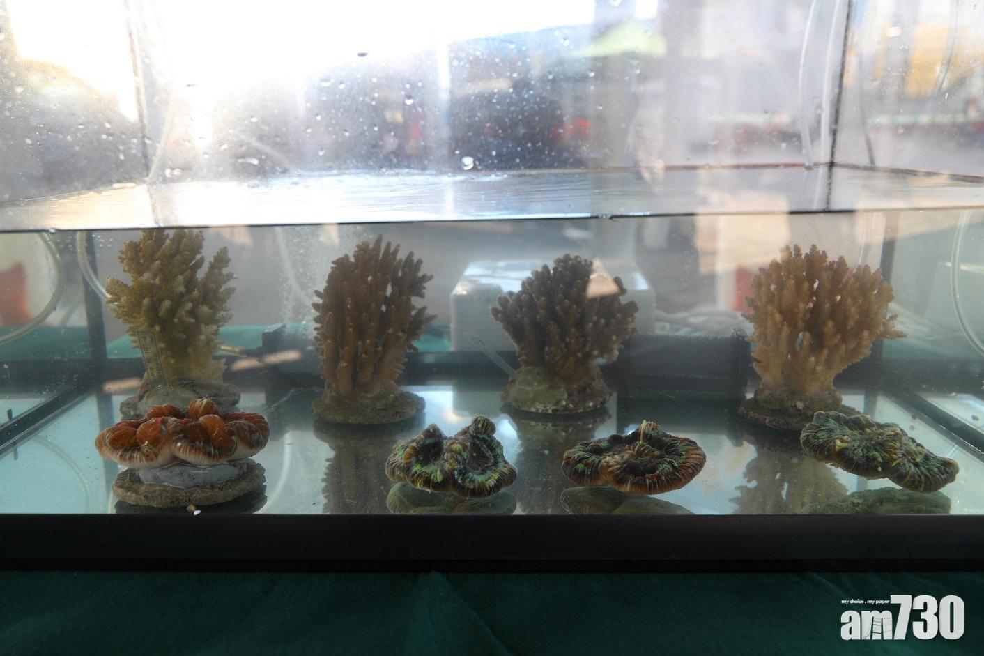 行動中檢獲活石珊瑚。 (海關提供)