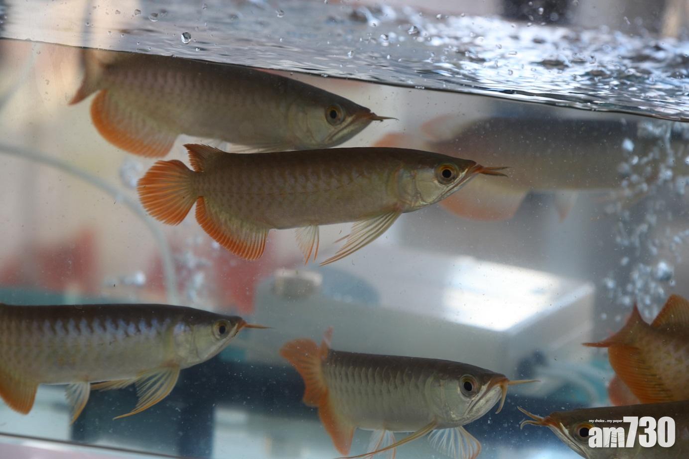 行動中檢獲約400條活龍吐珠。 (海關提供)