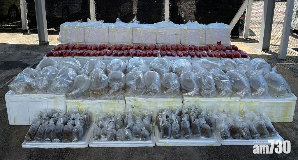 漁船偷運400條活龍吐珠等瀕危物種 海關大嶼山緝私拘3人 (海關提供)