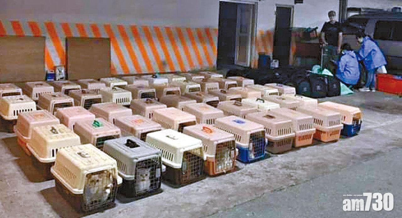 台灣海巡署上周五緝獲走私貓,翌日即全處以安樂死。(台灣海巡署)