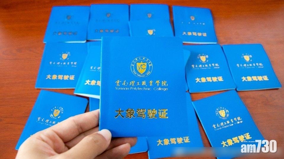 雲南理工職業學院準備了一批大象駕駛證送給新生。(互聯網)