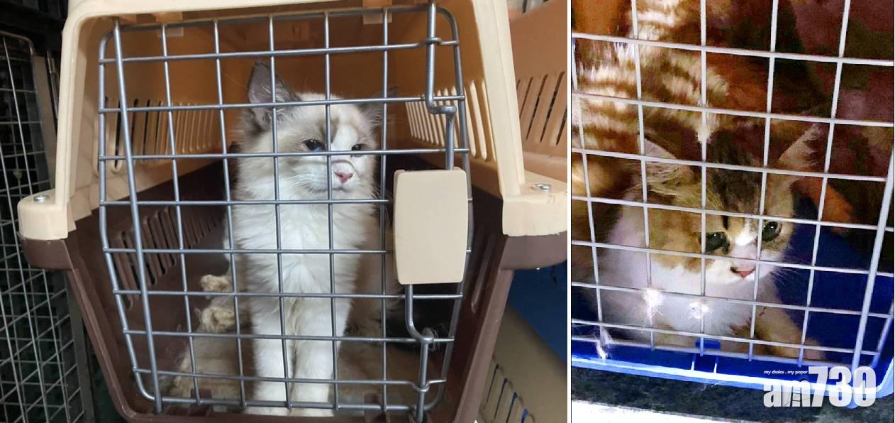 被走私的貓。(互聯網)