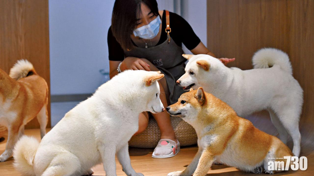 狗隻入境英國前需先杜蟲。(資料圖片)