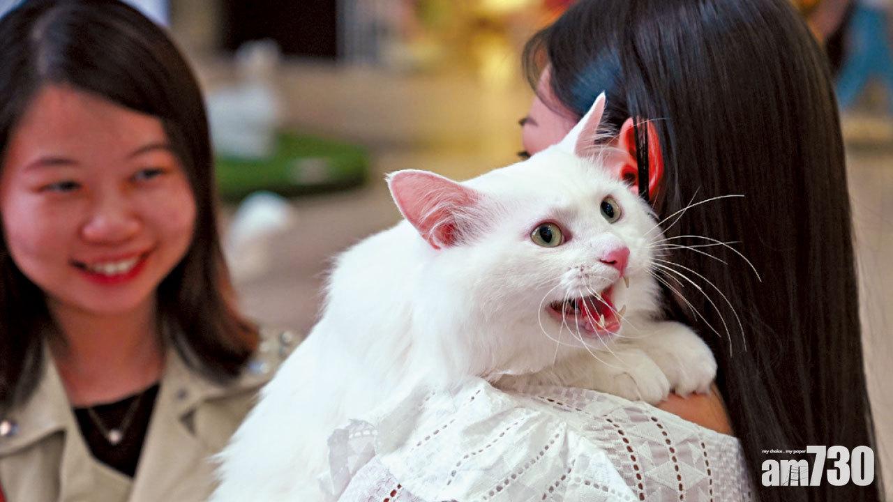 毛孩移民台灣前,需向漁護署申請「動物健康證書」。(資料圖片)