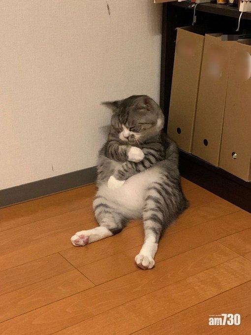 日本一隻叫六君的貓似打完針的圖片在網上大熱(Twitter圖片)