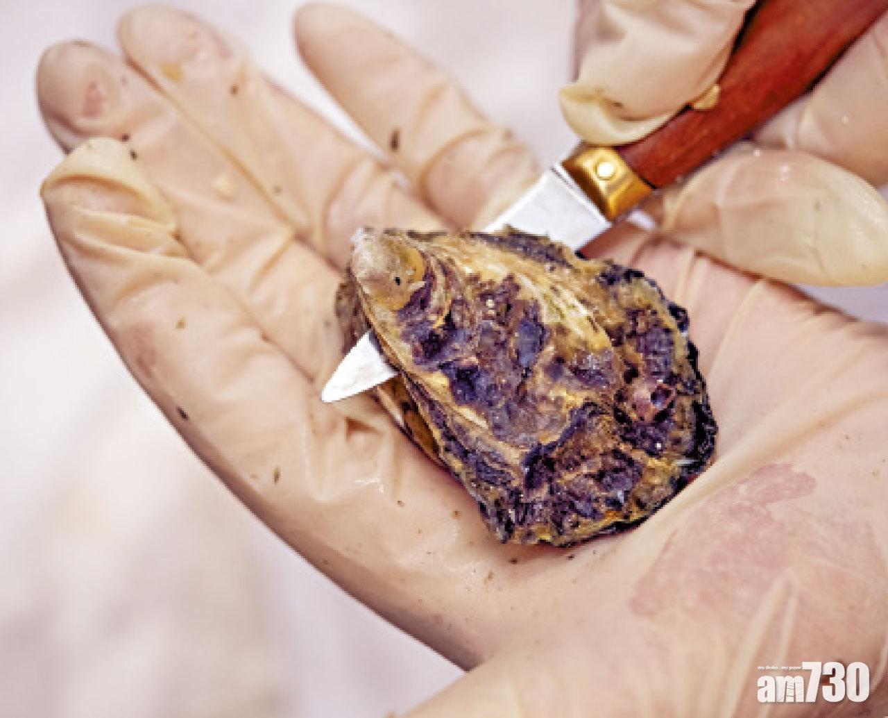 先以掌心頂著開蠔刀柄頂端借力,以刀尖插入蠔殼尖空隙,慢慢左右交替上下搖晃,當感到蠔殼稍為鬆開,即可用刀沿邊界刂開蠔殼。