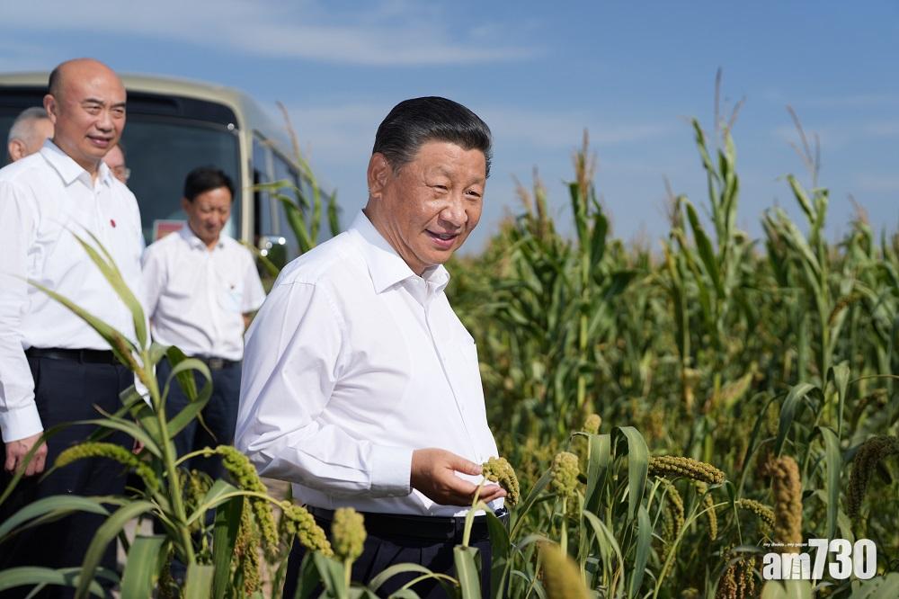 習近平在陝西高西溝村視察當地種植的小米。(新華社)