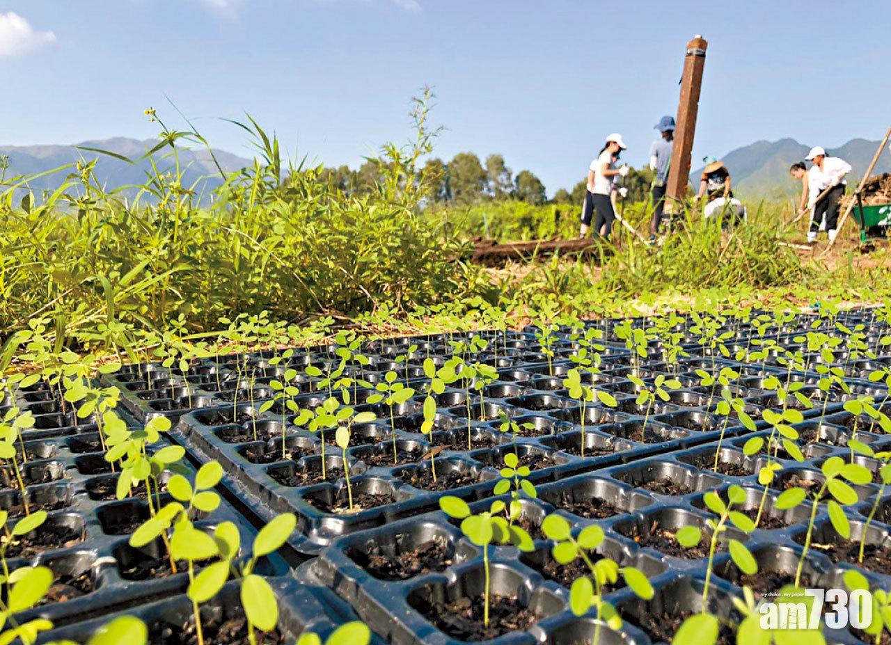 「種學織文」首次試驗在香港土壤上種植藝術藍染用的植物木藍。
