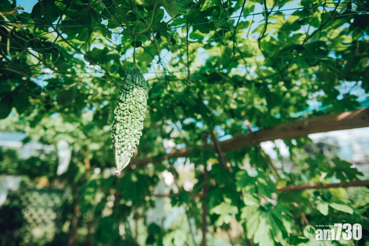 大家可以體驗採摘沖繩苦瓜。