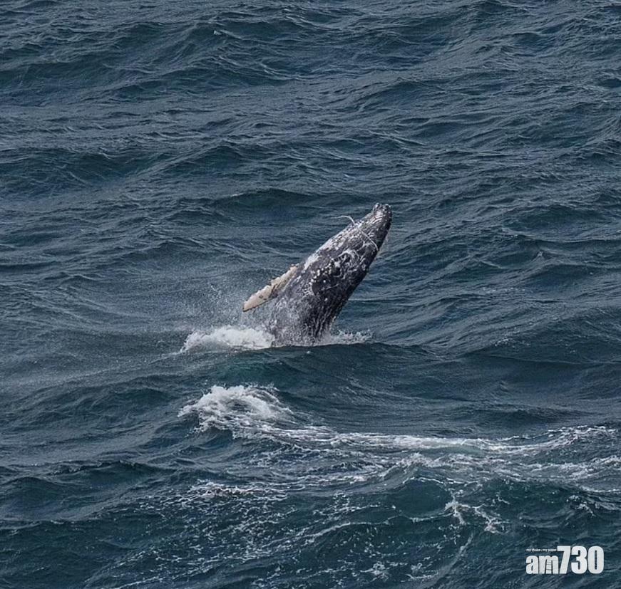 座頭鯨若長時間被繩緊纏口部,便無法覓食。(互聯網)